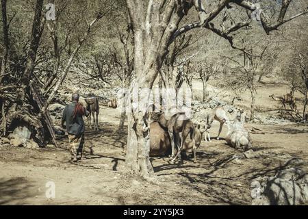 Ali melkt ein Kamel (camelus dromedarius), Kamelfarm von Scheich Ahmed Ali Al-Mahri, Sarfeit, Dhofar, Oman, Asien Stockfoto