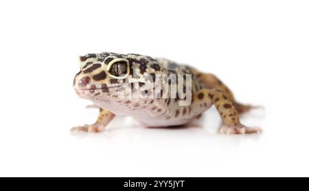 Niedlicher Leopardengecko (Eublepharis macularius) isoliert auf weißem Hintergrund Stockfoto