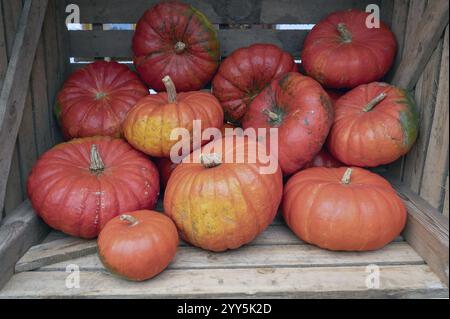 Kürbisse (Cucurbita) in einer Box, Bayern, Deutschland, Europa Stockfoto