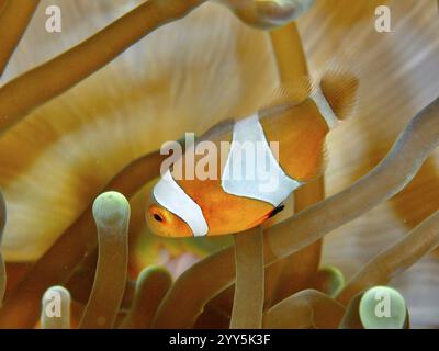 Ein Ocellaris Clownfisch (Amphiprion ocellaris), Nemo, schwimmt durch die langen Arme einer Meeresanemone, Tauchplatz Spice Reef, Penyapangan, Bali, Indones Stockfoto