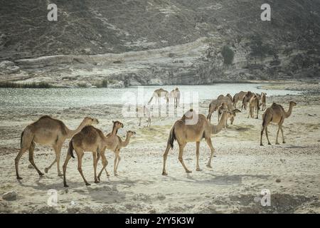 Kamelherde (Camelus dromedarius) auf dem Rückweg vom Strand in der Nähe von Al Mhugsayl, Dhofar, Oman am Abend Stockfoto