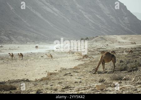 Kamelherde (Camelus dromedarius) auf dem Rückweg vom Strand in der Nähe von Al Mhugsayl, Dhofar, Oman am Abend Stockfoto