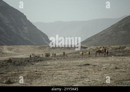 Herde von Dromedaren (Camelus dromedarius) auf dem Rückweg vom Strand in Al Mhugsayl, Dhofar, Oman am Abend Stockfoto