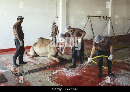 Kamelschlacht (Halal), Salalah Schlachthof, Dhofar, Oman, Asien Stockfoto