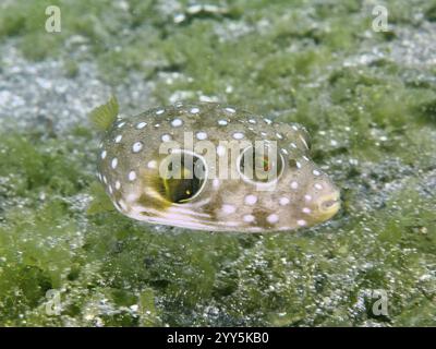 Weißfleckenpufferfisch (Arothron hispidus) Jungtier mit hellen Flecken schwimmen über grünen Algen, Tauchplatz Secret Bay, Gilimanuk, Bali, Indonesien, A Stockfoto