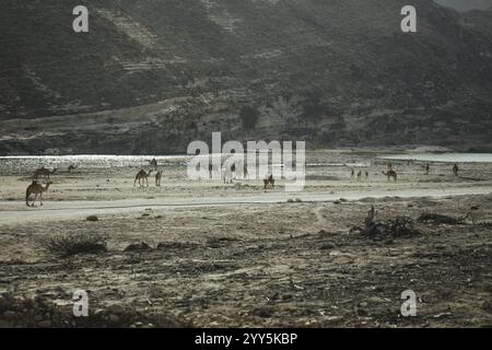 Herde von Dromedaren (Camelus dromedarius) auf dem Rückweg vom Strand in Al Mhugsayl, Dhofar, Oman am Abend Stockfoto