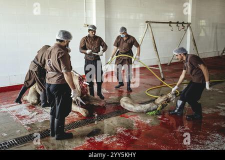 Kamelschlacht (Halal), Salalah Schlachthof, Dhofar, Oman, Asien Stockfoto