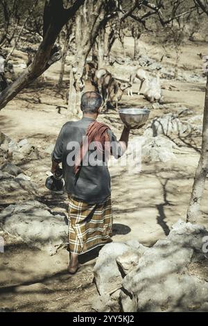 Ali melkt ein Kamel (camelus dromedarius), Kamelfarm von Scheich Ahmed Ali Al-Mahri, Sarfeit, Dhofar, Oman, Asien Stockfoto