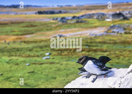 Kleine Auks (alle alle) auf einem Felsen in einer arktischen Landschaft im Sommer Svalbard, Norwegen, Europa Stockfoto