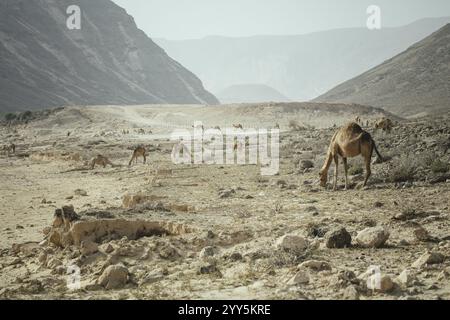 Kamelherde (Camelus dromedarius) auf dem Rückweg vom Strand in der Nähe von Al Mhugsayl, Dhofar, Oman am Abend Stockfoto