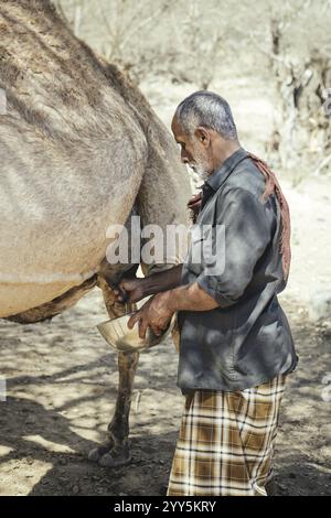 Ali melkt ein Kamel (camelus dromedarius), Kamelfarm von Scheich Ahmed Ali Al-Mahri, Sarfeit, Dhofar, Oman, Asien Stockfoto