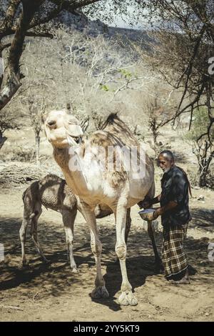 Ali melkt ein Kamel (camelus dromedarius), Kamelfarm von Scheich Ahmed Ali Al-Mahri, Sarfeit, Dhofar, Oman, Asien Stockfoto