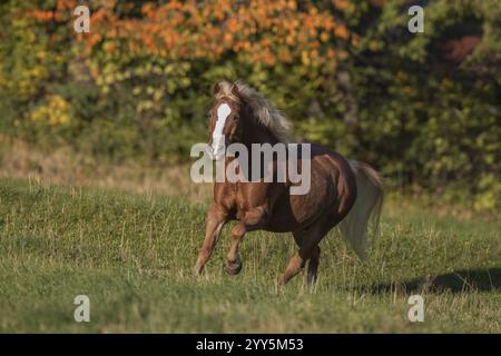 Haflinger Wallach auf der Weide im Herbst, Österreich, Europa Stockfoto