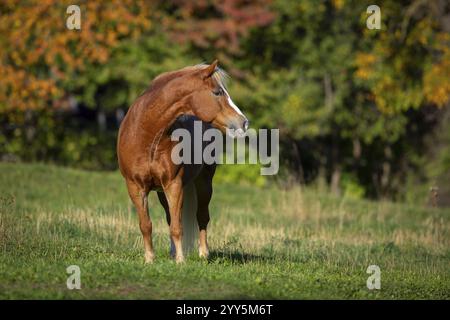 Haflinger Wallach auf der Weide im Herbst, Österreich, Europa Stockfoto