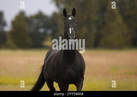 Schwarzer Warmblutwallach auf der Wiese, Deutschland, Europa Stockfoto