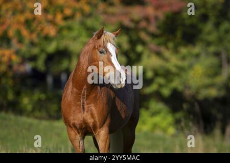Haflinger Wallach auf der Weide im Herbst, Österreich, Europa Stockfoto