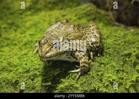 Seefrösch sitzt auf grünem Moos, schräg nach links von vorne Stockfoto