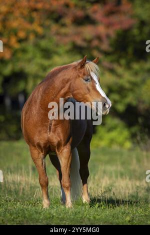 Haflinger Wallach auf der Weide im Herbst, Österreich, Europa Stockfoto