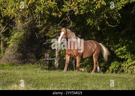 Haflinger Wallach auf der Weide im Herbst, Österreich, Europa Stockfoto