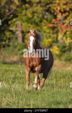 Haflinger Wallach auf der Weide im Herbst, Österreich, Europa Stockfoto