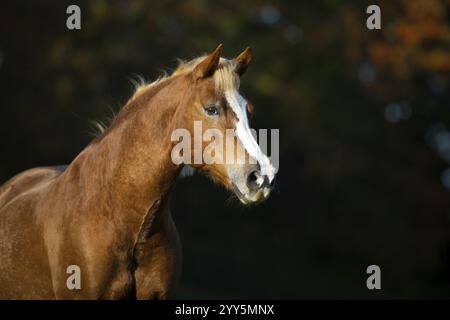 Haflinger Wallach auf der Weide im Herbst, Österreich, Europa Stockfoto