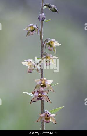 Breitblättriges Helleborin, Epipactis helleborine, Portugal, Europa Stockfoto