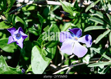 Vinca Major mit den gebräuchlichen Namen bigleaf periwinkle, Large periwinkle, Greater periwinkle und Blue periwinkle Stockfoto