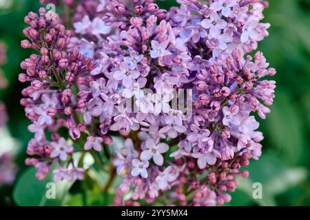 Syringa vulgaris, der Flieder oder Flieder, ist eine Art blühender Pflanze aus der Familie der Oliven Stockfoto