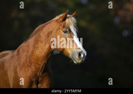Porträt des Haflinger Wallachs im Herbst auf der Weide, Österreich, Europa Stockfoto