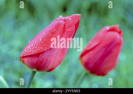 Holländische Tulpe. Rote Tulpe. Frühlingsgarten. Nahaufnahme des Hintergrunds. Regentropfen auf Tulpen-Frühlingsblumen. Stockfoto