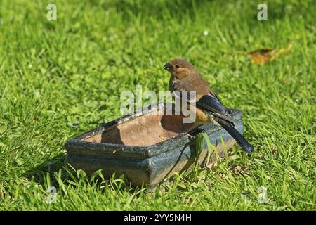 Jungvogel steht auf einem Topf im grünen Gras und sieht links aus Stockfoto