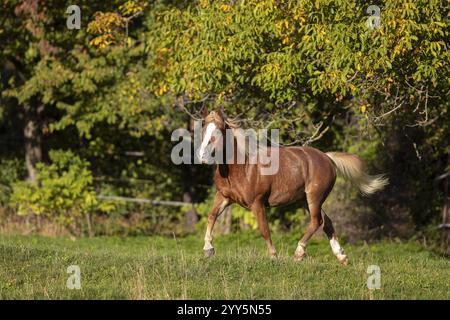 Haflinger Wallach auf der Weide im Herbst, Österreich, Europa Stockfoto