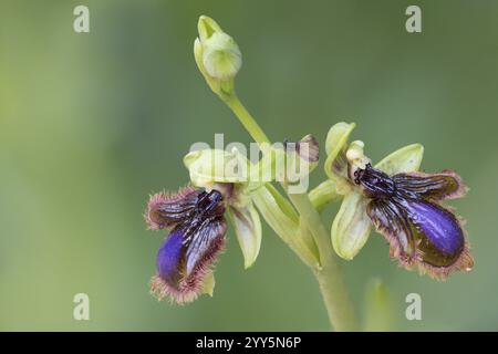 SpiegelOrchidee, Ophrys Speculum, Portugal, Europa Stockfoto