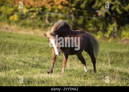 Haflinger Wallach auf der Weide im Herbst, Österreich, Europa Stockfoto