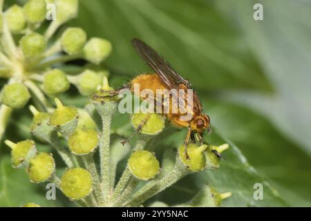 Dungfliege Scathophaga suilla sitzt auf Efeublüten und schaut nach rechts Stockfoto