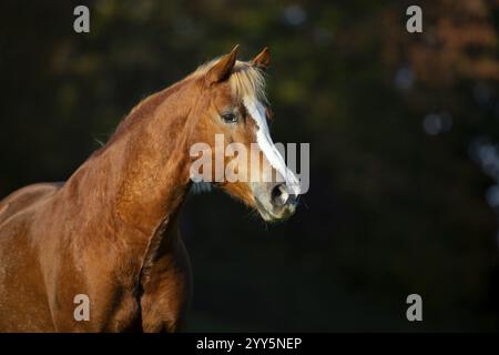 Haflinger Wallach auf der Weide im Herbst, Österreich, Europa Stockfoto