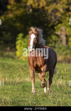 Haflinger Wallach auf der Weide im Herbst, Österreich, Europa Stockfoto