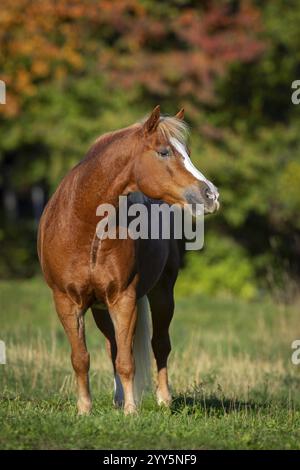 Haflinger Wallach auf der Weide im Herbst, Österreich, Europa Stockfoto