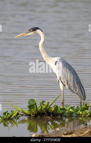 Cocoi-Reiher (Ardea cocoi), Pantanal, Binnenland, Feuchtgebiet, UNESCO-Biosphärenreservat, Weltkulturerbe, Feuchtbiotope, Mato Grosso, Brasilien, South Ameri Stockfoto