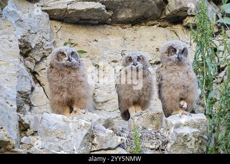 Eurasische Uhu (Bubo bubo) Jungvögel im Felswand Deutschland Stockfoto