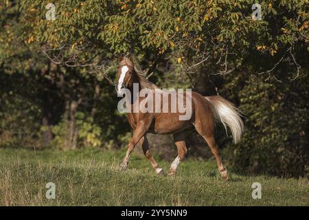 Haflinger Wallach auf der Weide im Herbst, Österreich, Europa Stockfoto