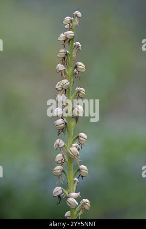 Man Orchidee, Orchis anthropophora, selten, gefährdet Stockfoto