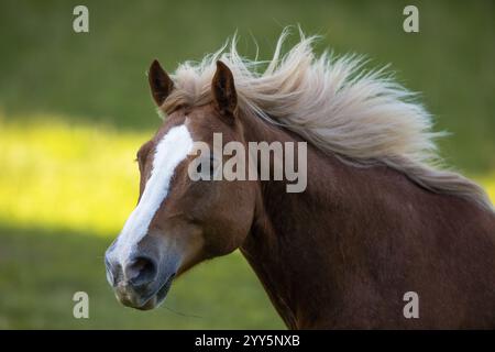 Haflinger Wallach auf der Weide im Herbst, Österreich, Europa Stockfoto