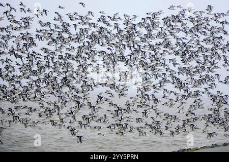 DEU, Deutschland, Niedersachsen, Krummhörn, Greetsiel, 15.12.2024: ein Schwarm Austernfischer liegt in einer Ruhezone des Naturschutzgebiets Leyhörn an der Nordsee in der Nähe des kleinen Hafenorts Greetsiel in der Gemeinde Krummhörn im Landkreis Aurich in Ostfriesland. Dieses Naturschutzgebiet ist Bestandteil des EU-Vogelschutzgebietes Krummhörn und bietet viele Vogelarten mit seinen Uferzonen, Flachwasserbereiche und Schilfgürteln hervorragende Brut- und Rastplätze. Stockfoto