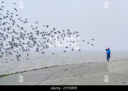 DEU, Deutschland, Niedersachsen, Krummhörn, Greetsiel, 15.12.2024: eine Fahrradfahrerin scheucht an einem dunstigen Dezembertag einen Schwarm Austernf Stockfoto