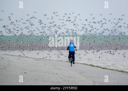 DEU, Deutschland, Niedersachsen, Krummhörn, Greetsiel, 15.12.2024: eine Fahrradfahrerin scheucht an einem dunstigen Dezembertag einen Schwarm Austernf Stockfoto