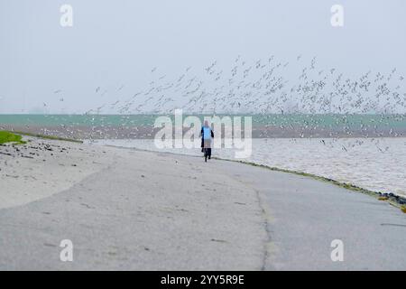 DEU, Deutschland, Niedersachsen, Krummhörn, Greetsiel, 15.12.2024: eine Fahrradfahrerin scheucht an einem dunstigen Dezembertag einen Schwarm Austernf Stockfoto