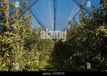 Ein Apfelgarten, der vor Hagel und Vögeln bedeckt ist. Moderne Apfelplantage in Serbien. Konzept für Anbau und Ernte von Äpfeln durch Automatisierung Stockfoto
