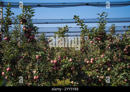 Ein Apfelgarten, der vor Hagel und Vögeln bedeckt ist. Moderne Apfelplantage in Serbien. Konzept für Anbau und Ernte von Äpfeln durch Automatisierung Stockfoto