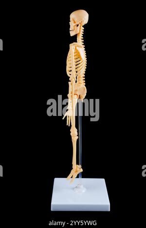 Detailliertes Seitenprofil eines menschlichen Skelettmodells auf klarem Grund vor schwarzem Hintergrund, perfekt für anatomische Studien im Bildungsbereich. Stockfoto